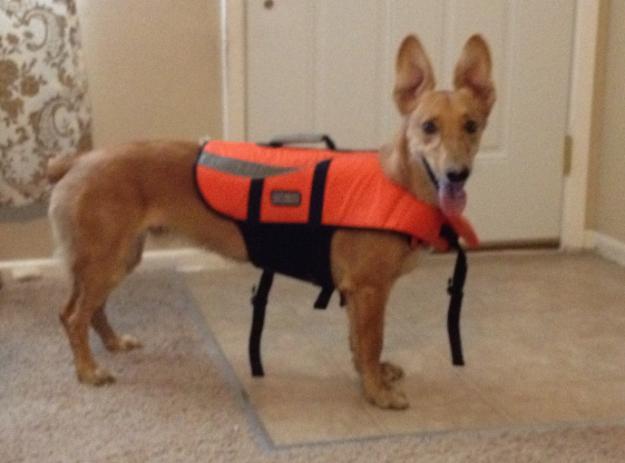 柯基的基因到底有多强大,柯基的基因有多强大