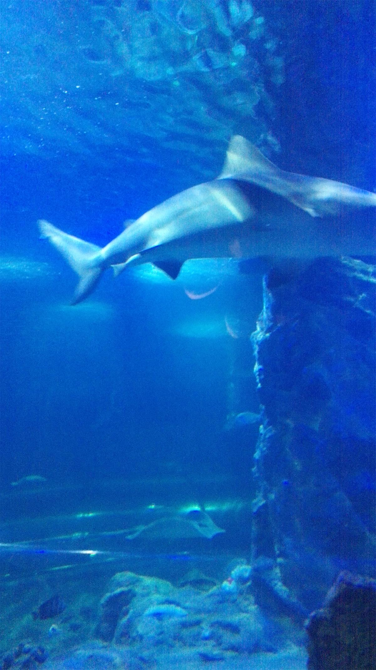 5天4夜玩转越南芽庄,越南芽庄90天