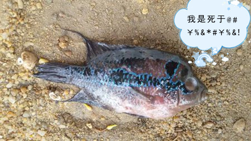 罗汉鱼死了是什么原因,罗汉鱼死的原因