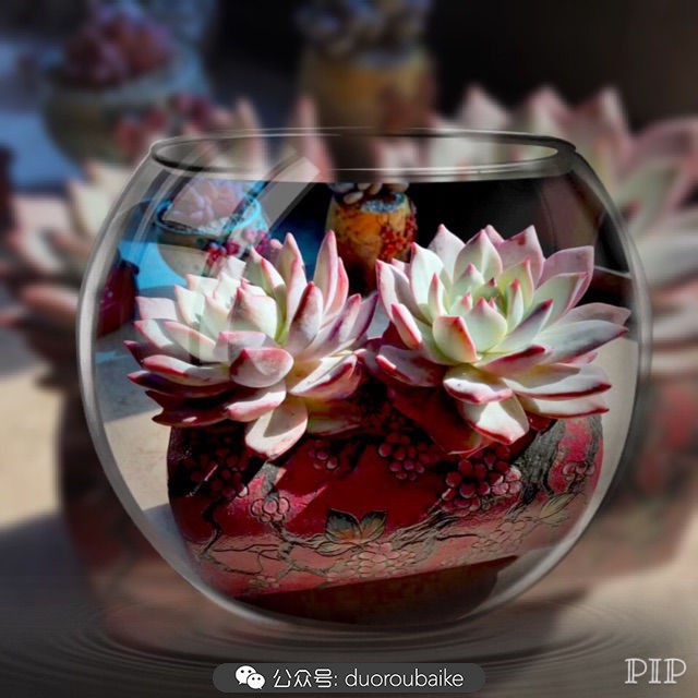 这样的极品雪天使，你可倾心？