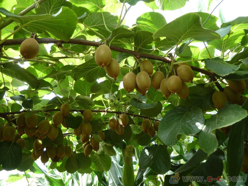 葡萄套完袋有裂果怎么办,葡萄套袋之后发现有枯果怎么办