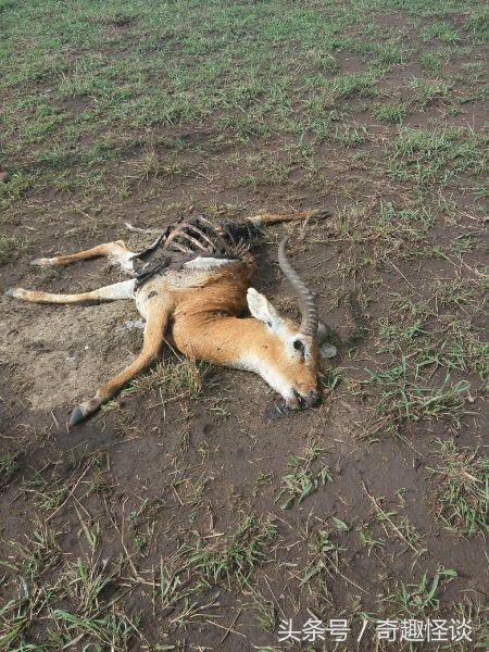 我在非洲工作的日子，给大家介绍下非洲的风土人情