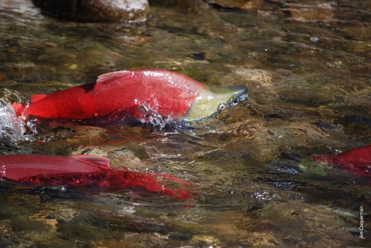 为什么这么多人要去加拿大,去加拿大最应该了解哪些事情