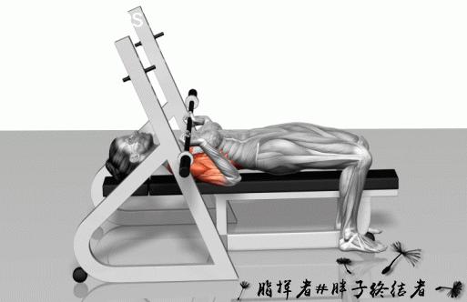 健身应该先练力量吗,哑铃大肌肉群增肌训练