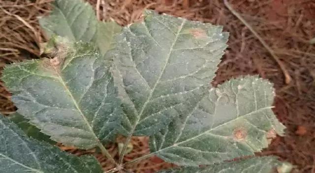 道地药材“三七”的植株病害识别与防治技巧宝典