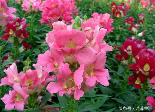 8090美甲店怀旧名称,8090年代的美甲