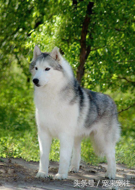 宠物狗柯基犬,拉雪橇的狗西伯利亚雪橇犬