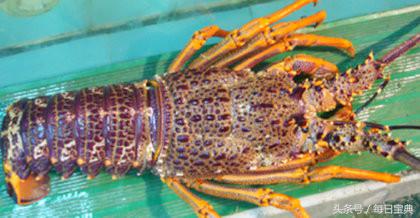 舌尖上的龙虾,品尝正宗龙虾美食的感受