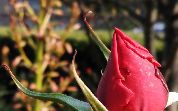 中兴天机七max,中兴天机7max很卡