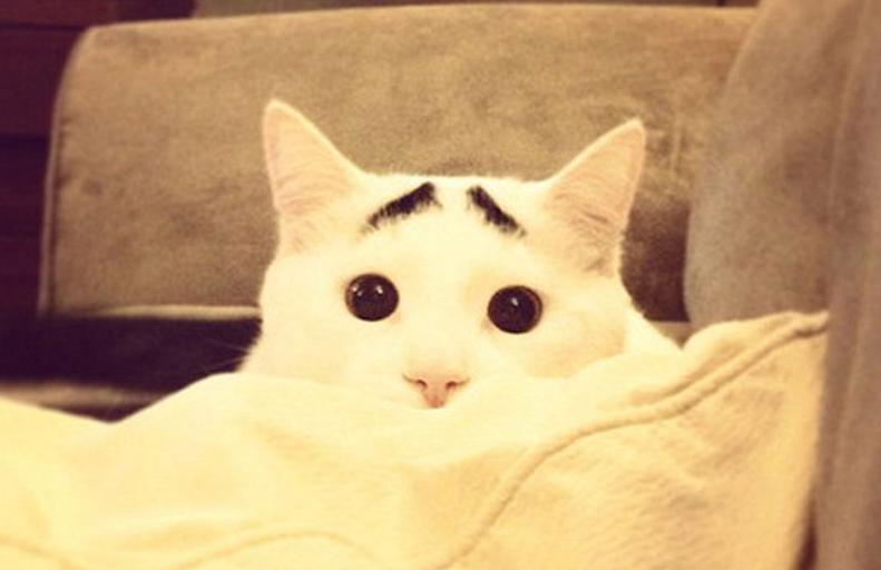 千万别点已中毒！你的眉毛是来搞笑的吗？