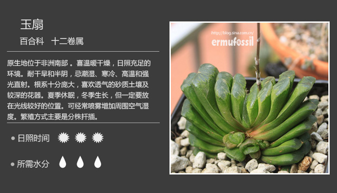 1000种多肉植物珊瑚图鉴,最全多肉品种图鉴