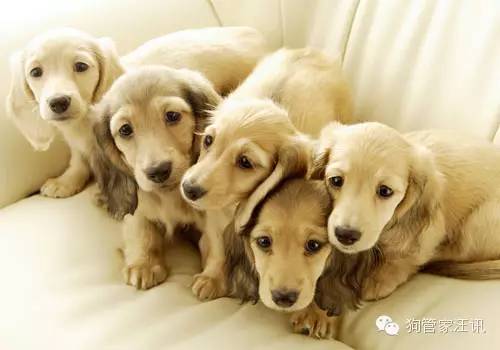 如何照顾怀孕期和哺乳期的母犬及幼仔