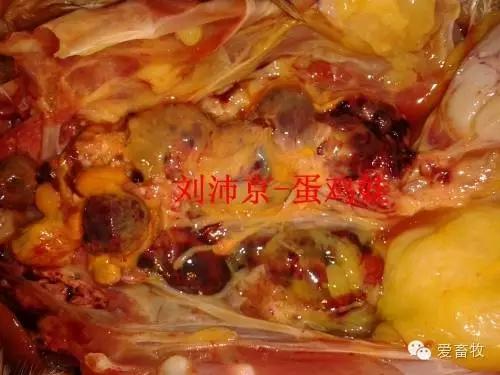 蛋鸡白血病怎么预防,蛋鸡白血病赔偿标准