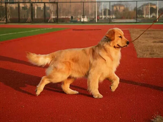 金毛繁殖的过程,金毛繁育过程