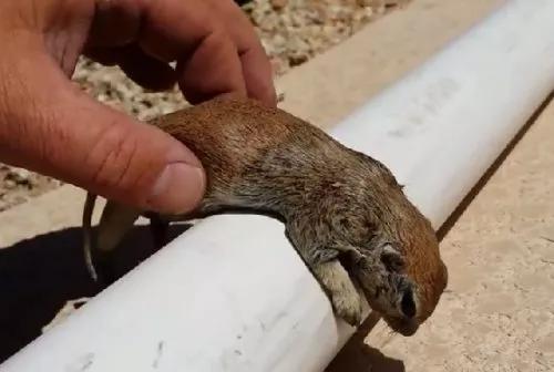 用CPR试图拯救濒死的小松鼠，走一趟鬼门关的生命终于起死回生