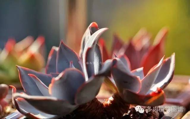 阳台上漂亮的多肉,阳台上的多肉又变美了