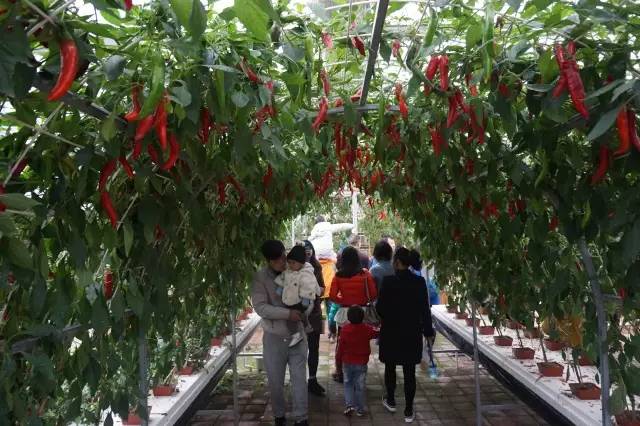 从最贫困村落到旅游首选地,一年时间,韶山这个地方经历了什么?