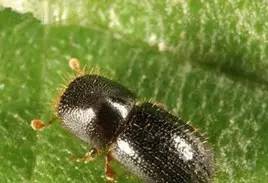 海淘族11.11不学国检法规吃大亏