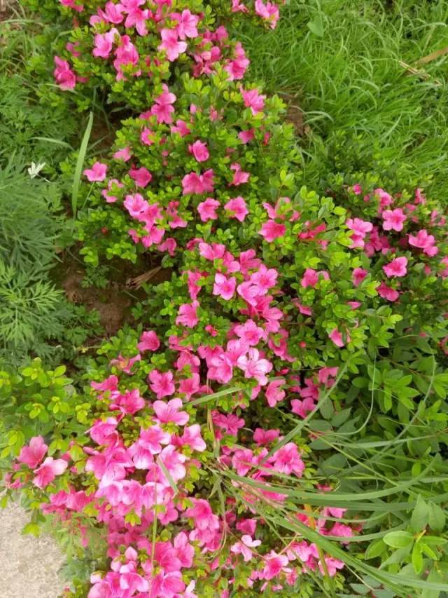 圣灯山老场镇风貌改造项目,圣灯山镇未来5年规划