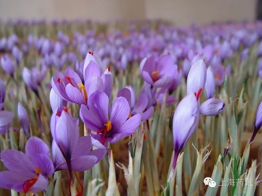 西红花介绍,科普西红花