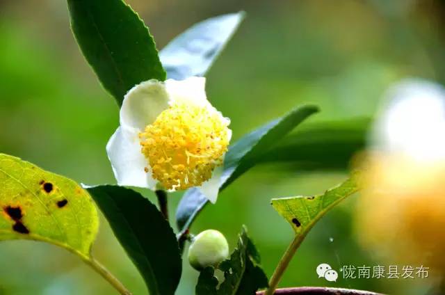 阳坝:遗落在时光深处的慢生活