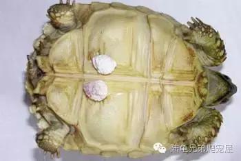 陆龟结石是什么样的,陆龟结石症状表现