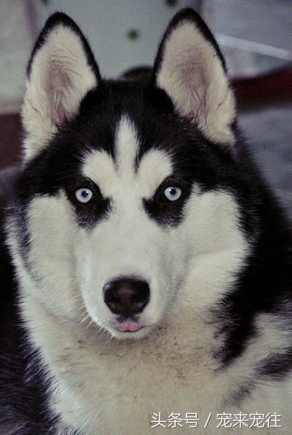 宠物狗柯基犬,拉雪橇的狗西伯利亚雪橇犬