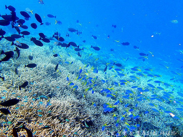 帕劳海底世界完整视频,帕劳潜水遇到的海底生物