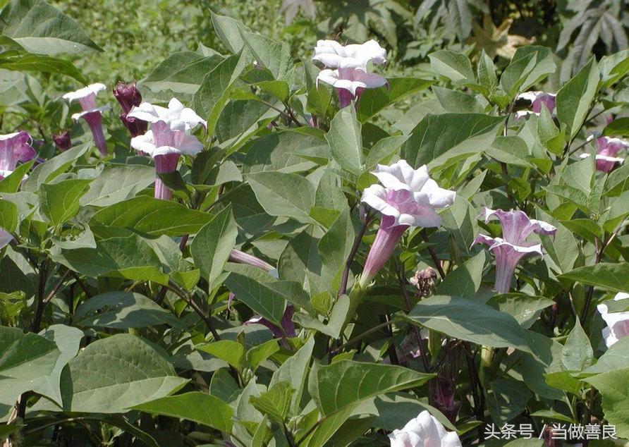 南方小时候常见又叫不上名的植物,四川常见花草植物有哪些