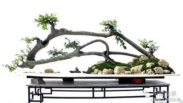 枸杞树桩盆景如何造型,紫薇盆景树桩造型图片