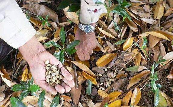 世界顶级咖啡猫屎咖啡,最贵猫屎咖啡10万