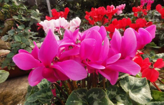 仙客来需要怎么照顾才能养好,养好仙客来