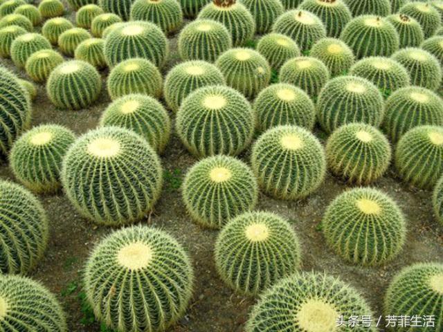 植物杀手，你知道仙人球要怎么养吗？