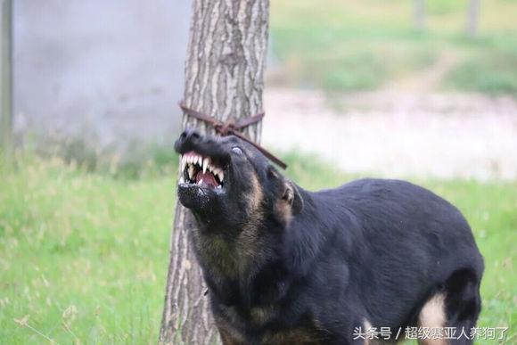 德牧的遗传倾向性疾病,怎么才能让德牧有警觉性