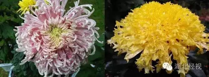 武汉秋天不可错过的美景,武汉踏春打卡地