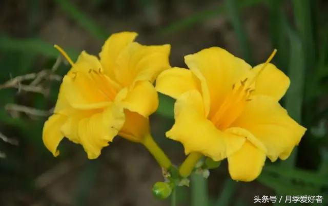 平常的日子送什么花比较好,夏秋季节送什么花合适呢