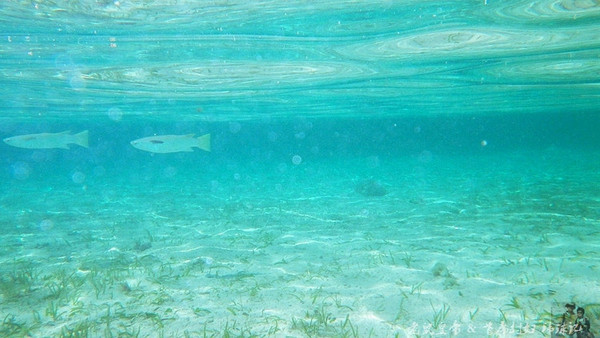 帕劳海底鲨鱼图片大全,帕劳海洋奇观之谜