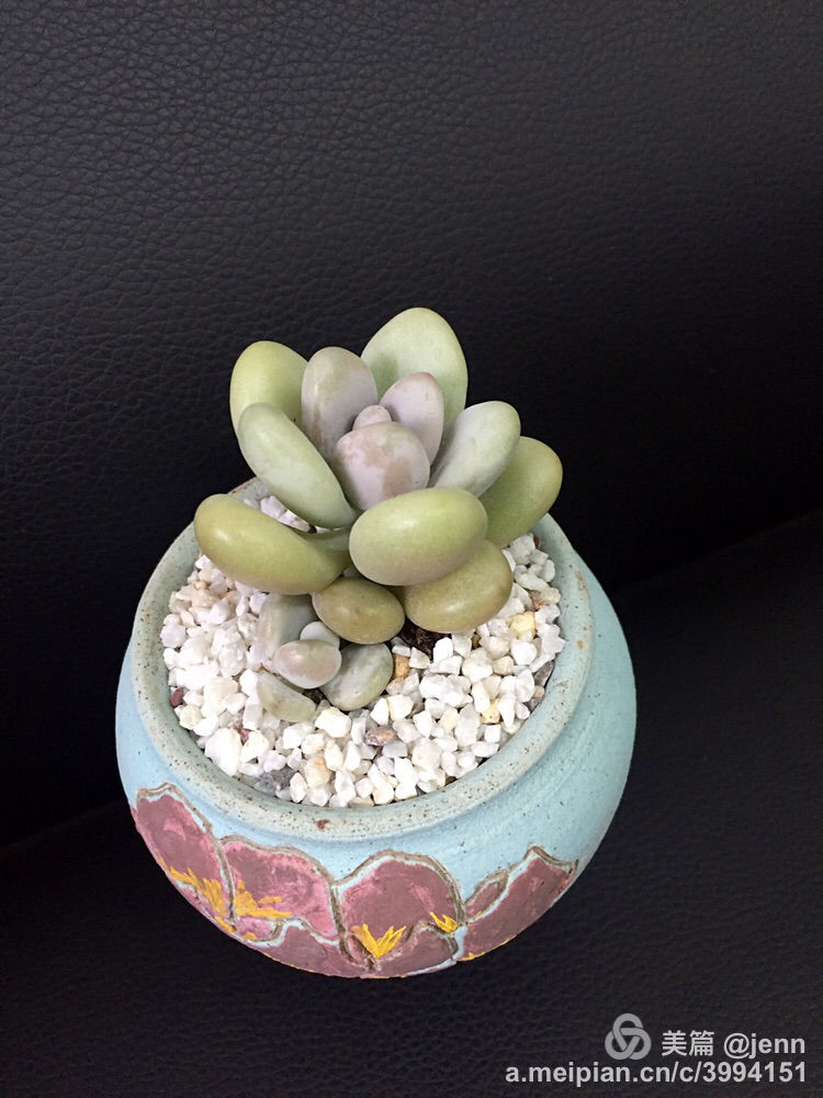 我的多肉小苗一直在露养用遮阳吗,露养冬天的第一盆多肉