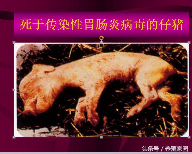 猪冬季腹泻疾病的原因