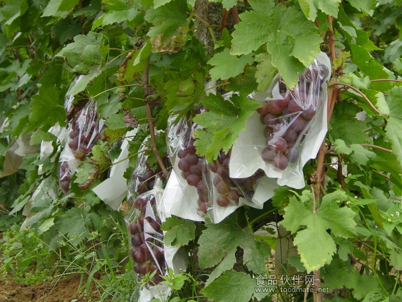 葡萄套完袋有裂果怎么办,葡萄套袋之后发现有枯果怎么办