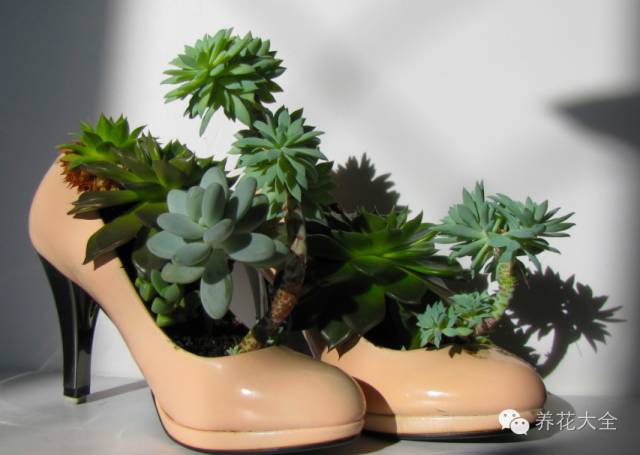 省下来的钱都用来种多肉了 (双十一福利多肉花盆)