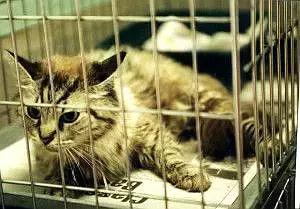 猫狗身上有癣是什么原因 (猫狗得癣)