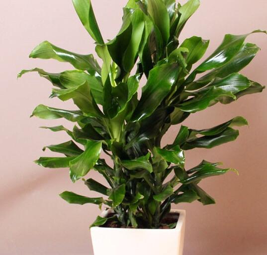 什么植物可以吸收甲醛和毒气,吸收室内有毒物质哪种植物最好