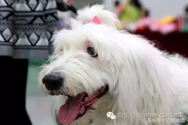 苏州宠物展观展,2019华东宠物展苏州