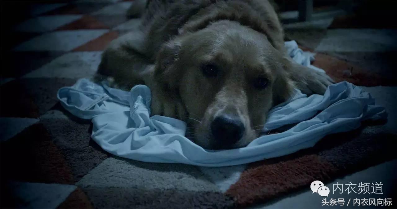 女人、睡衣与狗，芬腾用7分钟讲了一个“忠犬八公”的故事