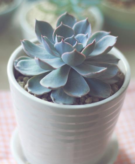 怎么养多肉植物才不会死,多肉植物容易养死原因