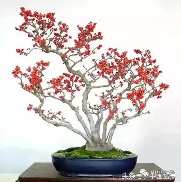 枸杞树桩盆景如何造型,紫薇盆景树桩造型图片