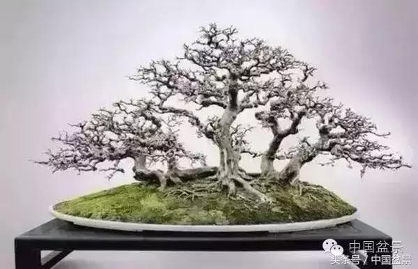 枸杞树桩盆景如何造型,紫薇盆景树桩造型图片