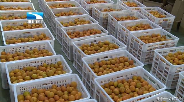 厉害了word村！蕲春淘宝村全国第四！