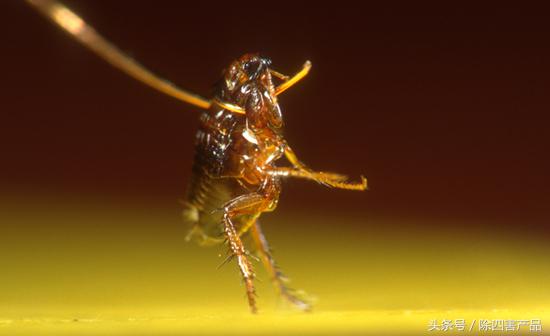 杀死跳蚤的杀虫剂推荐,杀虫剂能杀跳蚤和虱子么